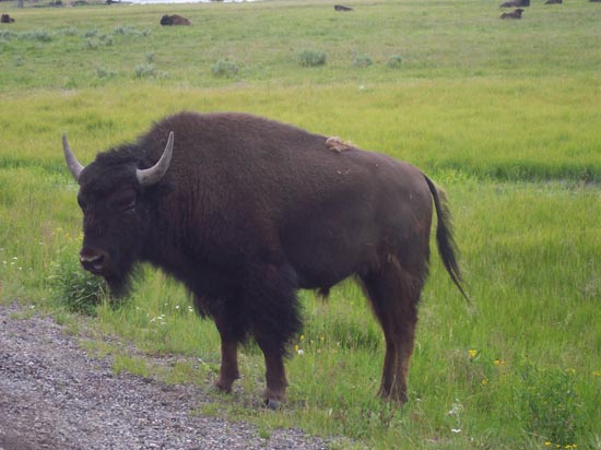 2006 family reunion in Yellowstone National Park